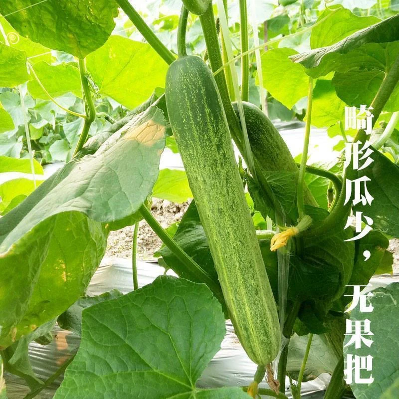 湖北恩施高露天农家旱黄瓜每天新鲜采摘发货