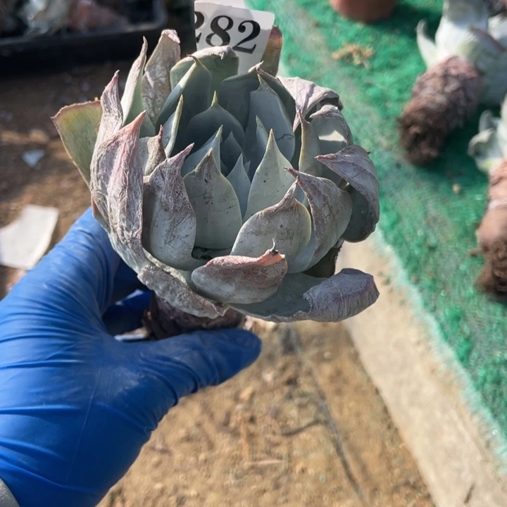 用***0282号雪山多肉植物