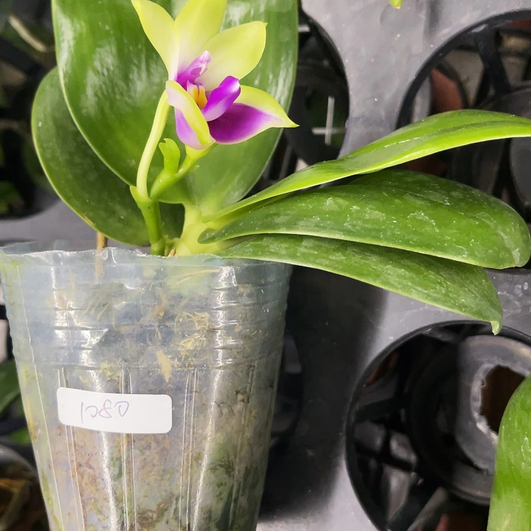 当前无花栽培后可以开花游***l蝴蝶兰火贝2.8