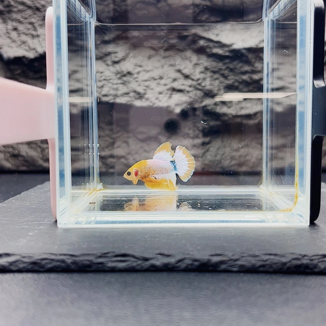 紫印母鱼宙斯斗鱼竞拍10-05