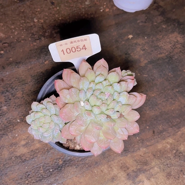 j****e百达翡丽一物一拍10054