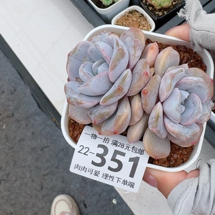 石化汉堡多肉植物多肉植物