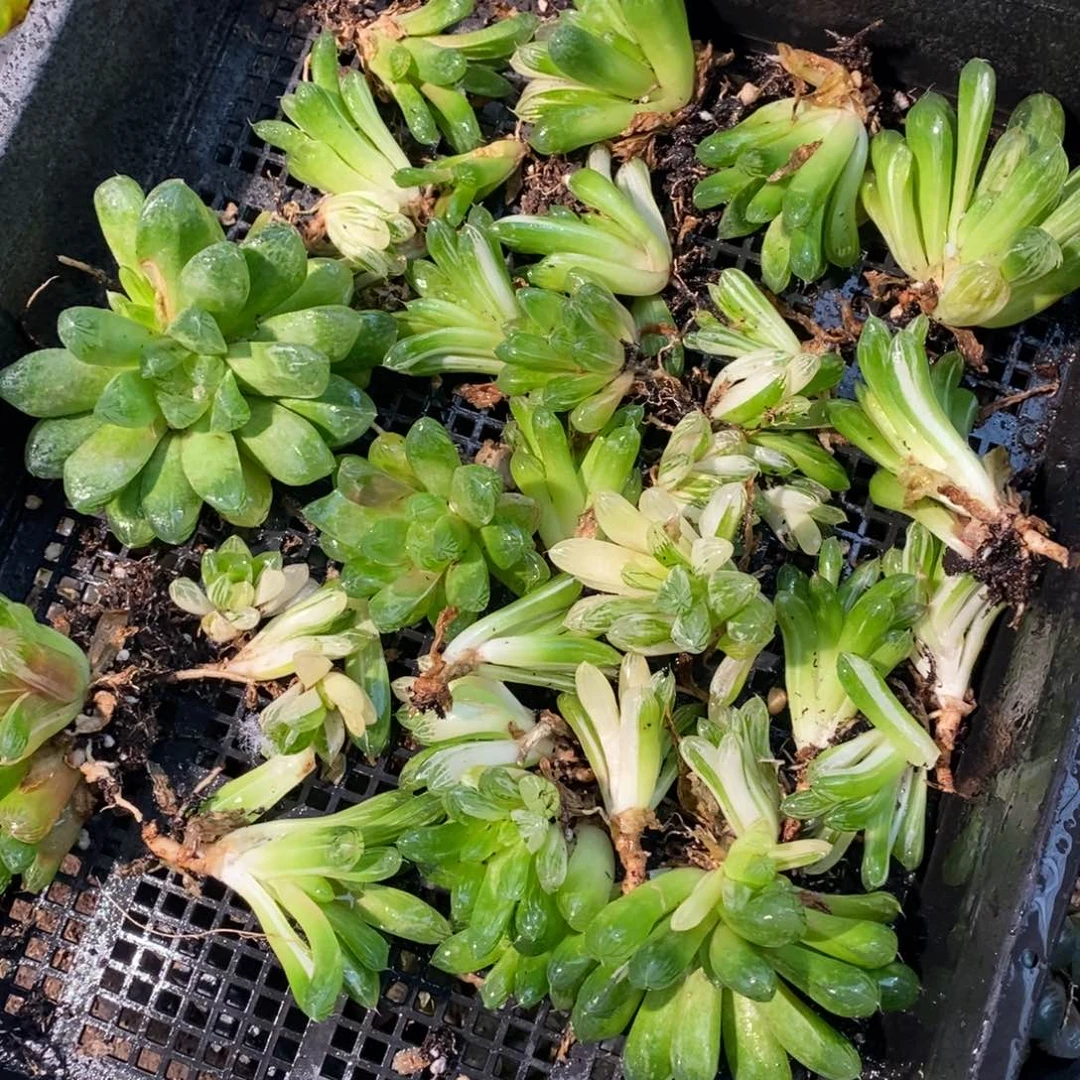 22116 一颗实生苏皇玉露 整点福利