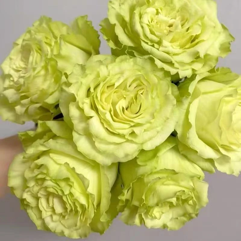 【柠檬水】月季花苗高杯大切花阳台庭院多季好养室外易活花卉