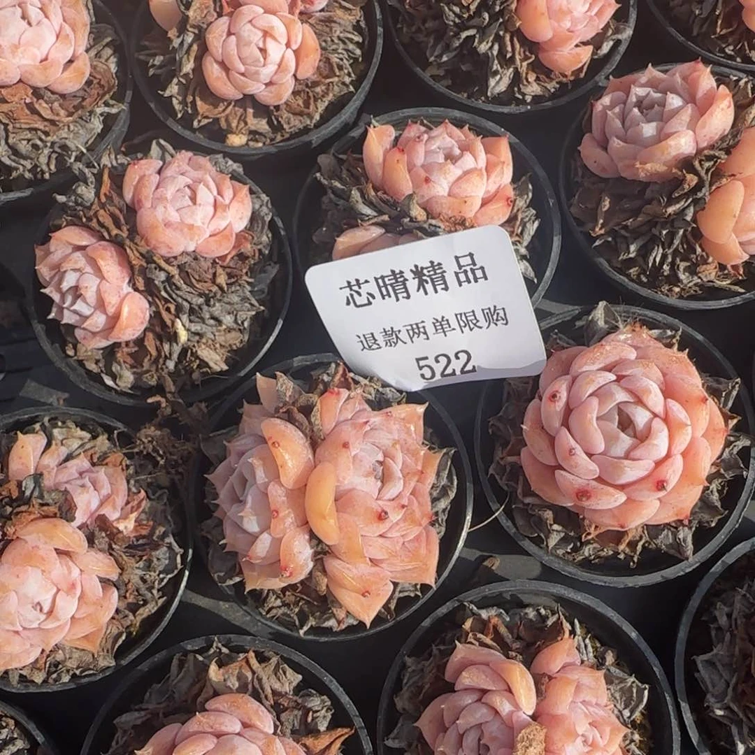 闪购精品多肉522号