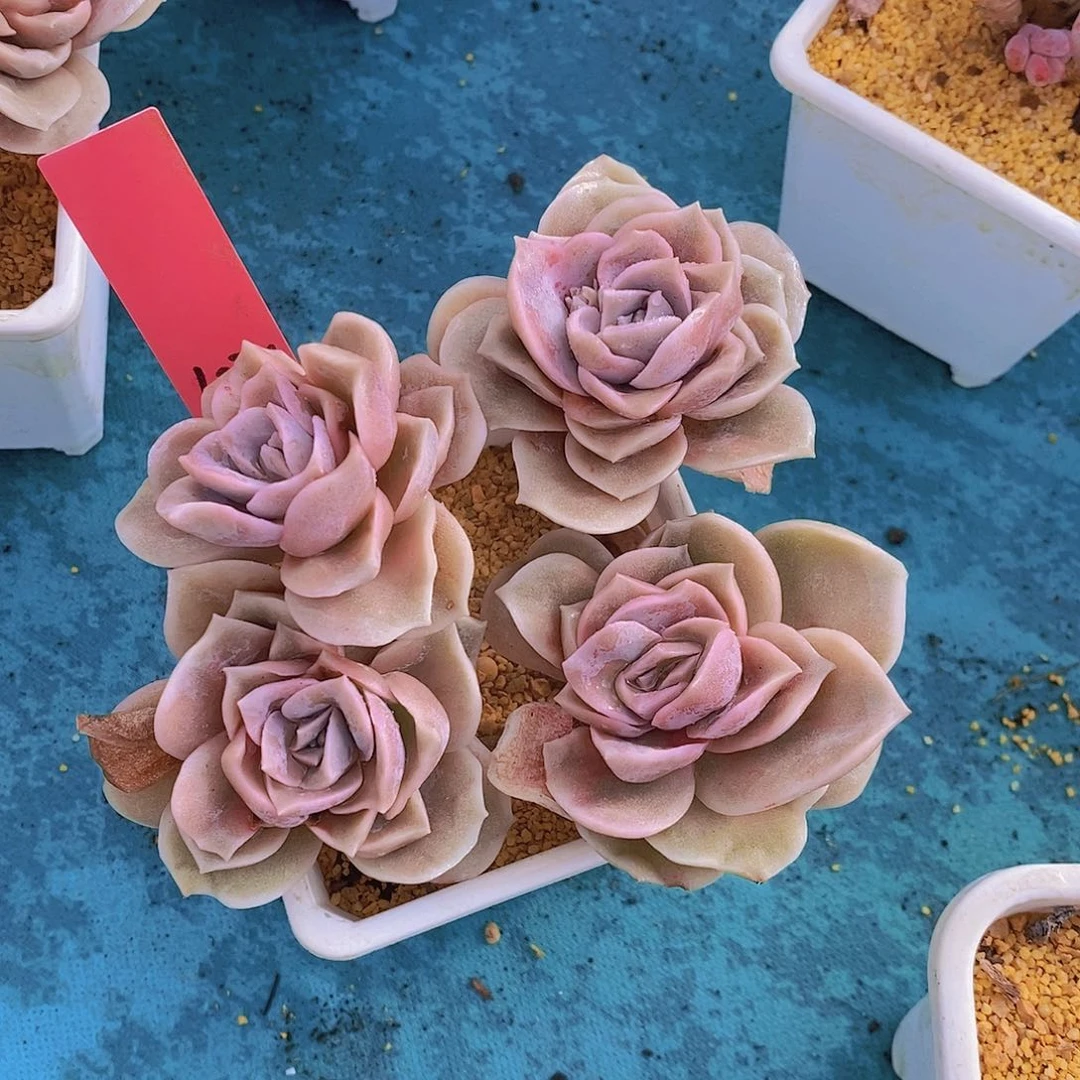 清***昔1025多肉植物老桩