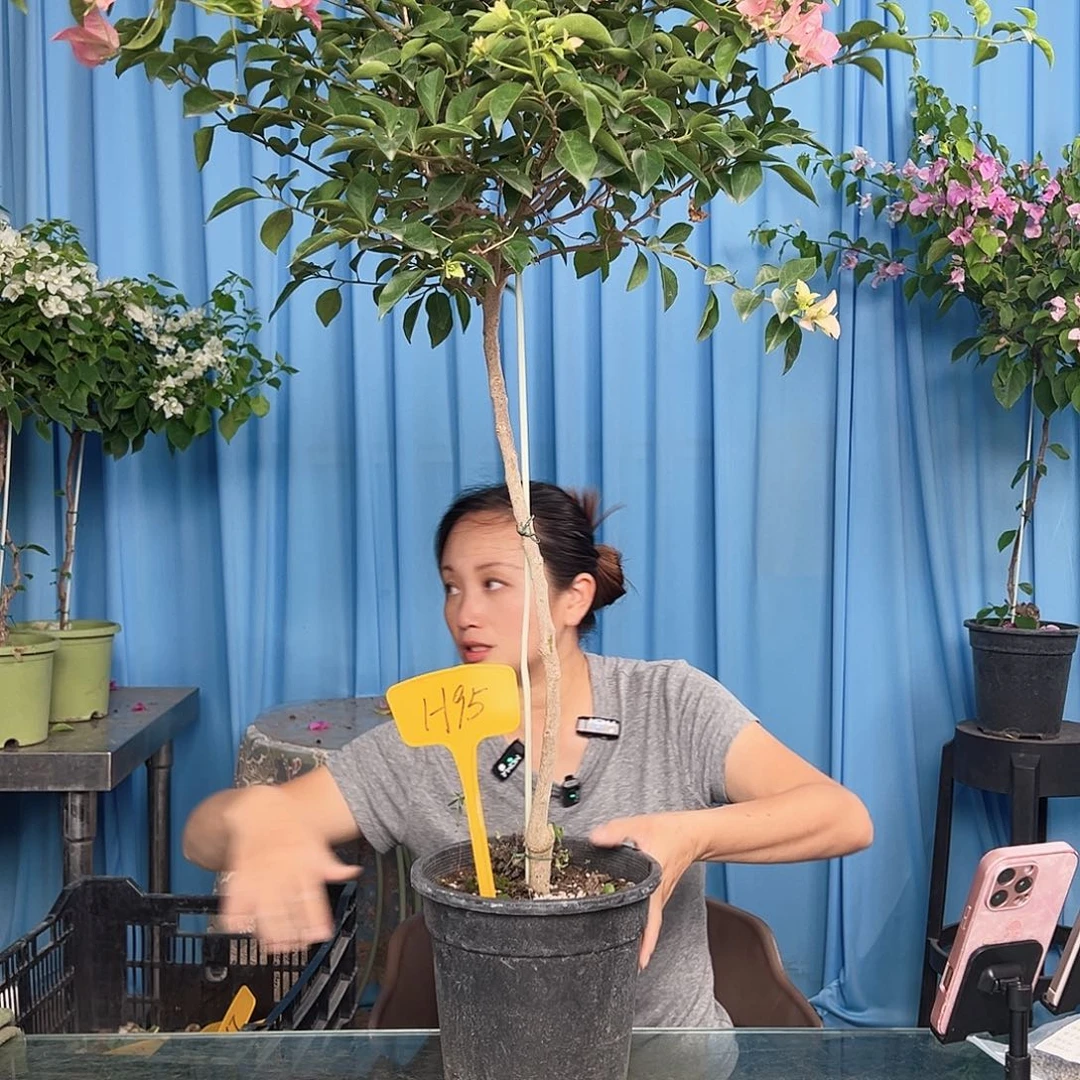 关***肠大部分开放少量花苞H95卡雅塔