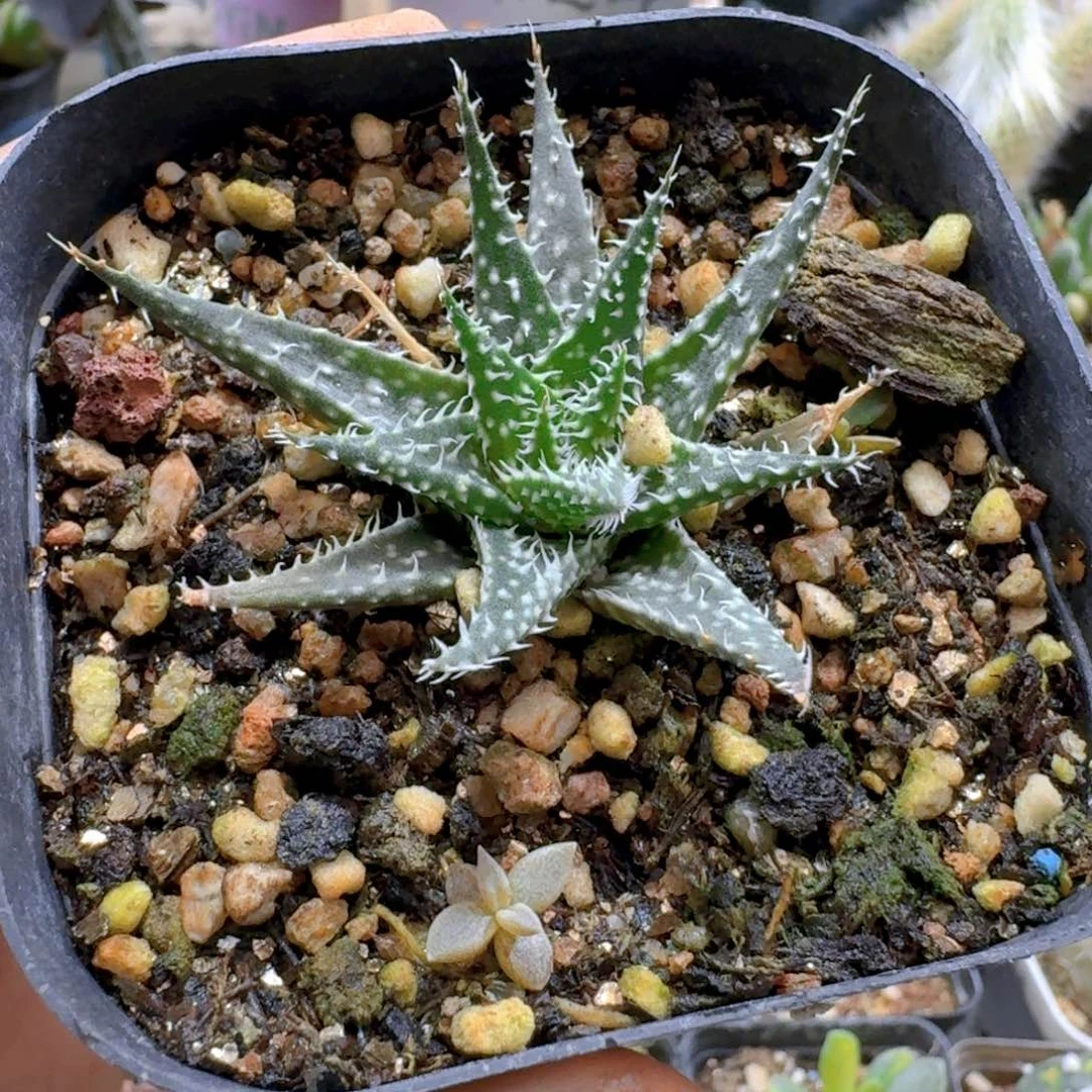 573琉璃姬孔雀脱土发货