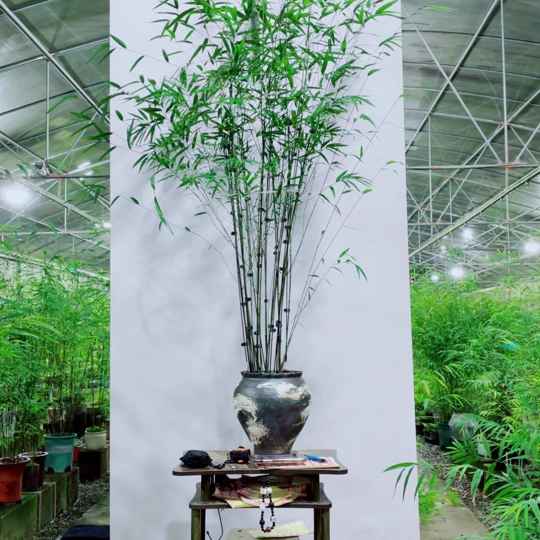 无花朵内门竹一物一拍