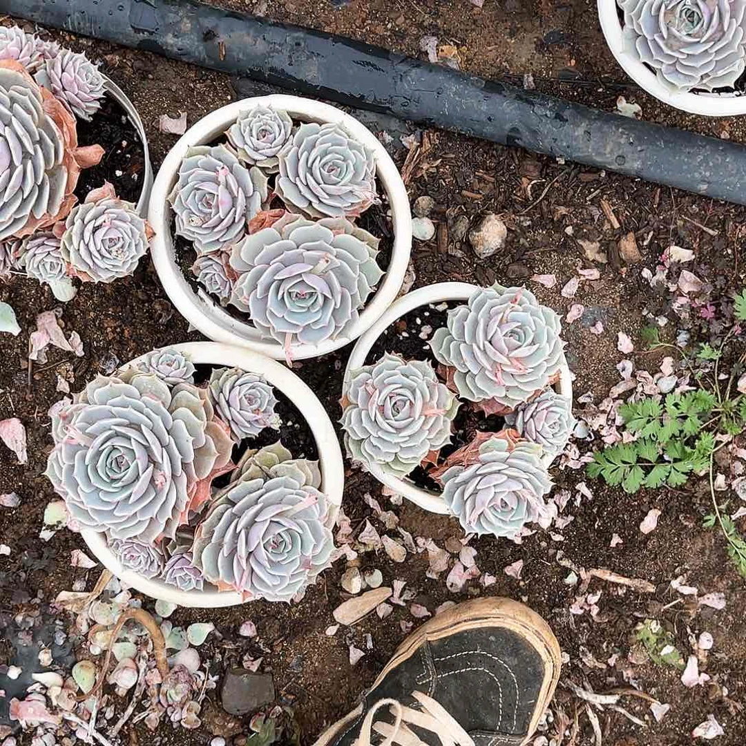 露那连3颗9.99多肉植物