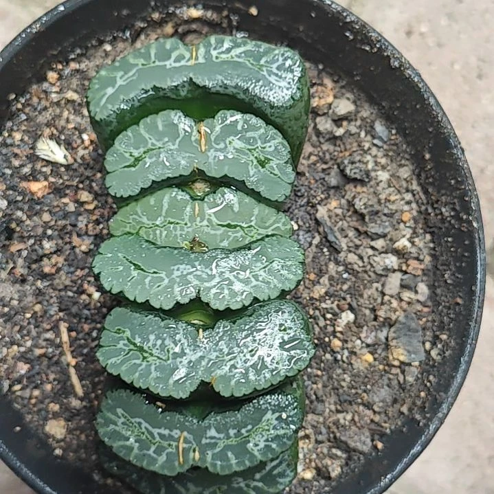 什邡特大一颗多肉植物