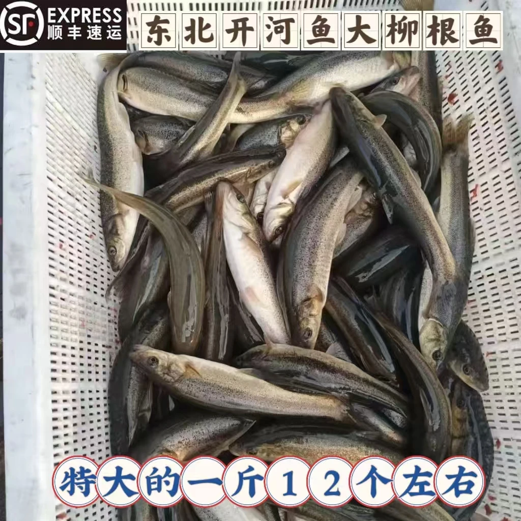 东北大柳根鱼鲜活速冻真空淡水鱼冷水鱼保鲜不保活保温箱