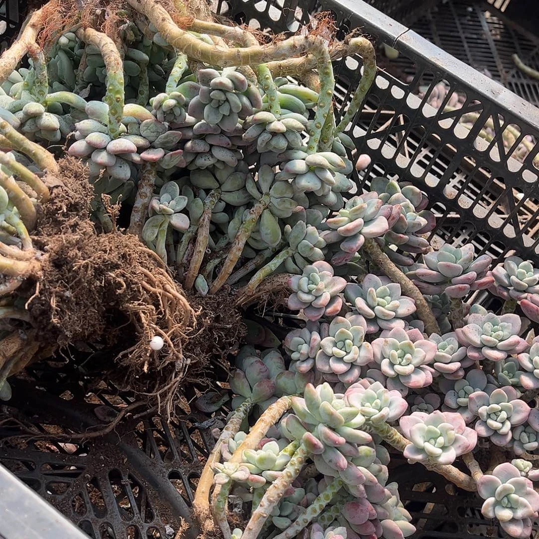 艳***李红洛神5颗45多肉植物处理