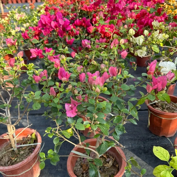 【新疆包邮】水果酒三角梅