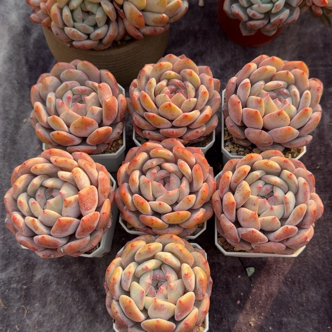 一组7颗，冠幅7公分，可带盆