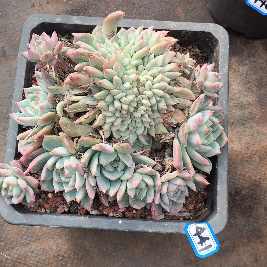 441霜花缀 一物一拍多肉