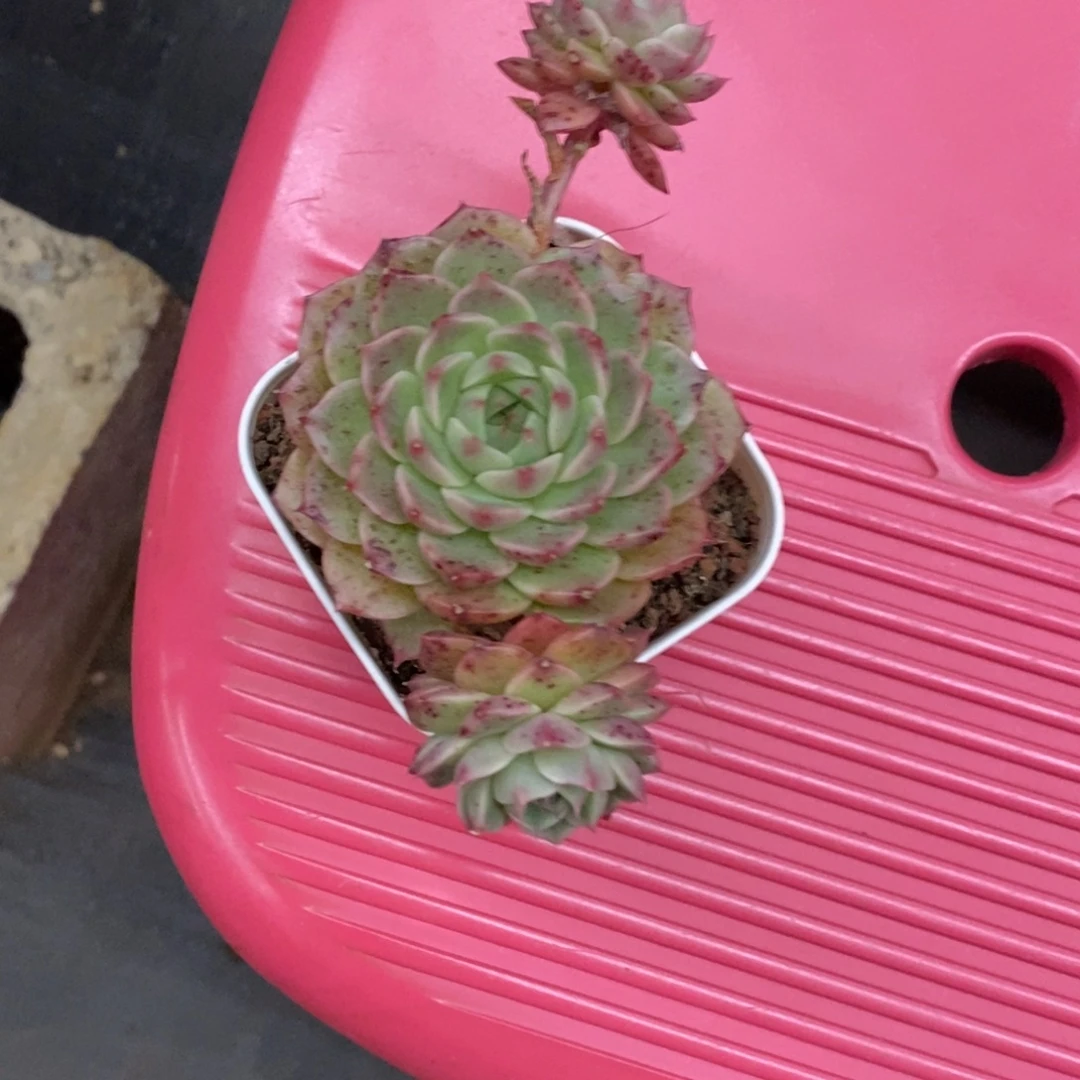 精品多肉一物一拍不包整17