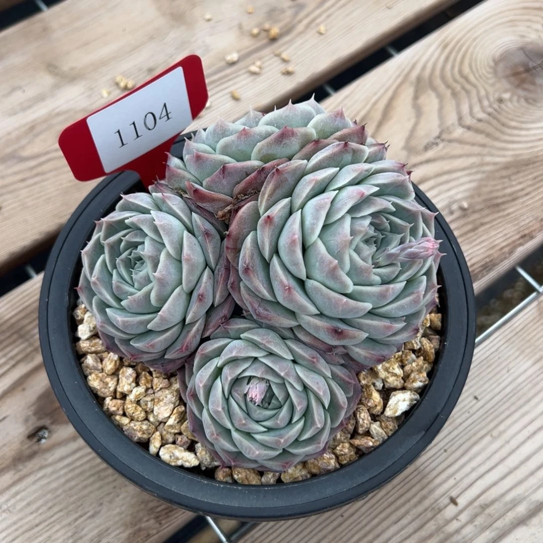 幸****妈1104多肉多多多多多多