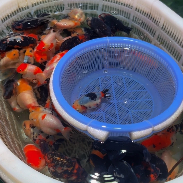 海水鱼南方有祥云