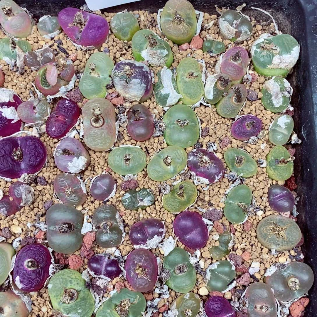 l****a我的小姐姐们都是147