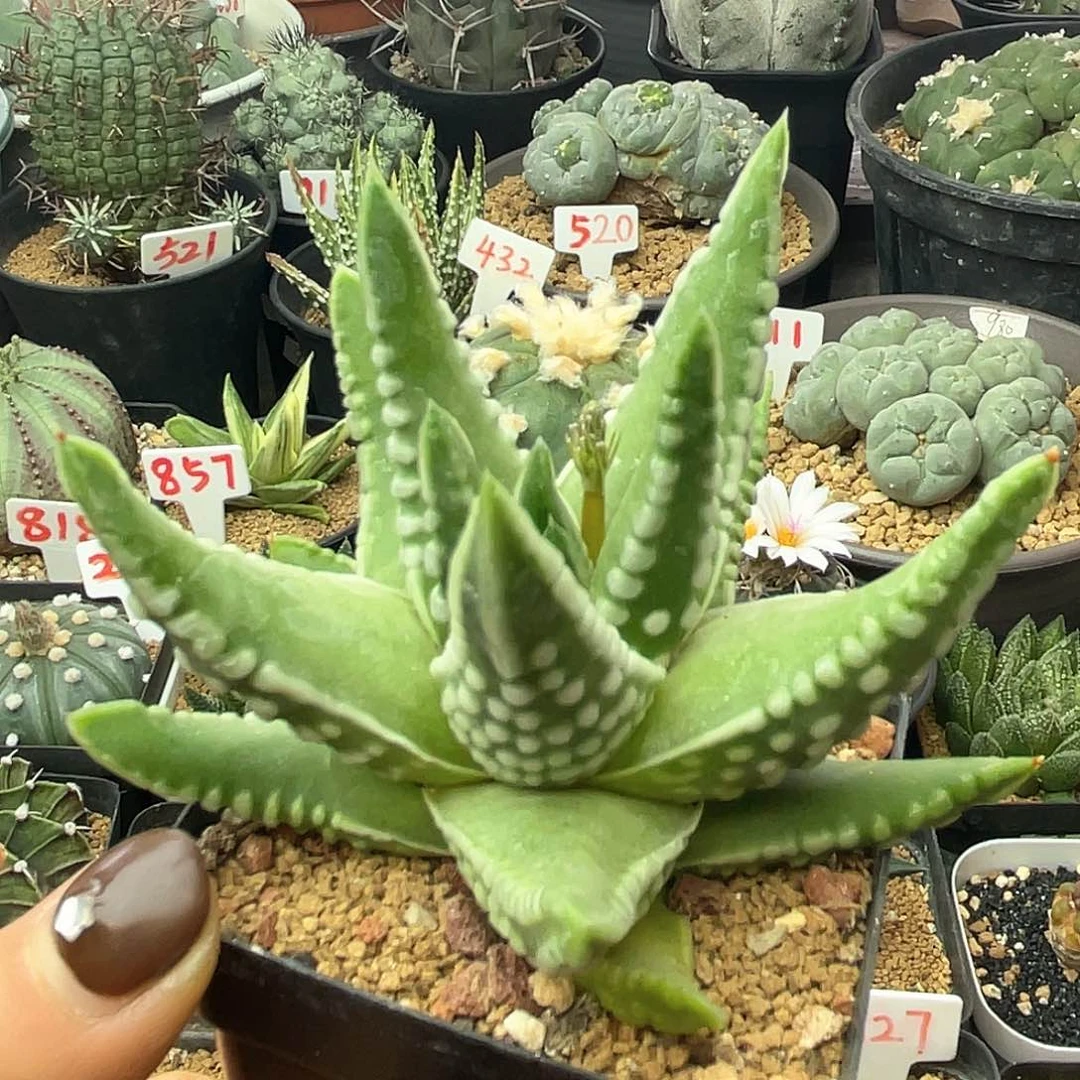实生大尤恐龙泪珠仙人球