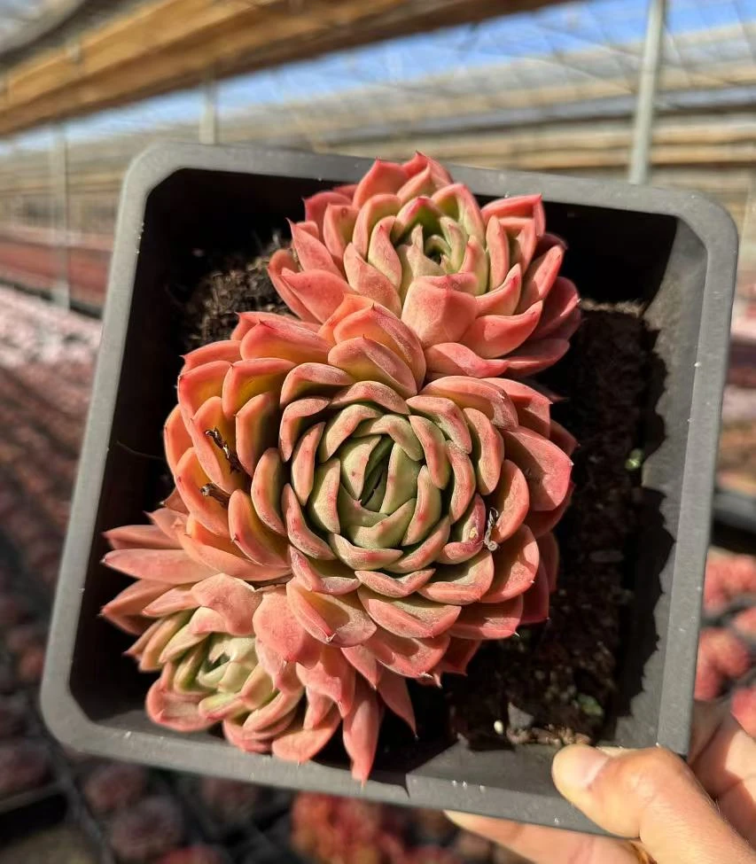 18#秋枫体验版多肉植物 前男友精品多肉