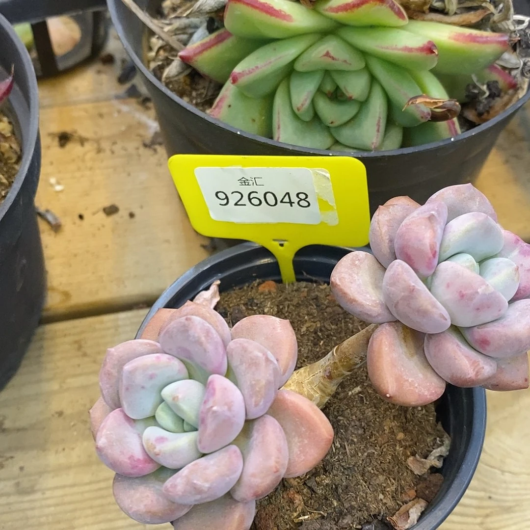 红***脚福利多多。926048