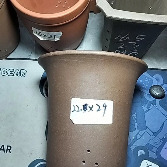 莲花金钟一个花盆