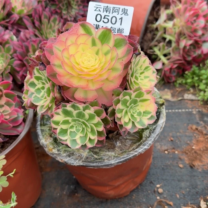 501号海仙手捧花啊