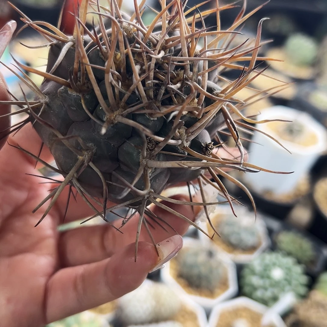 张*生福利瑕疵仙人球111111111