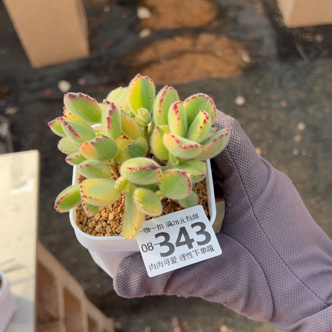 米****糖白熊多肉多肉多肉多