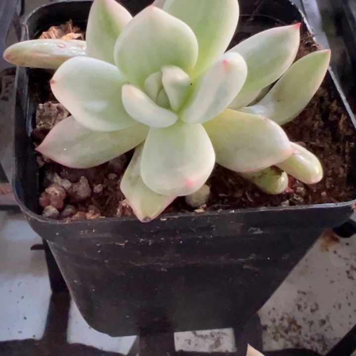 香槟锦多肉植物量