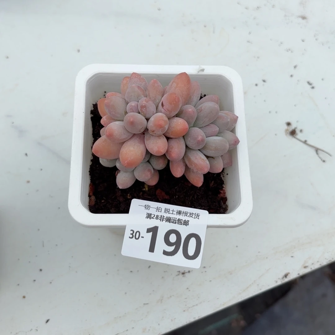 汤圆老桩多肉多肉