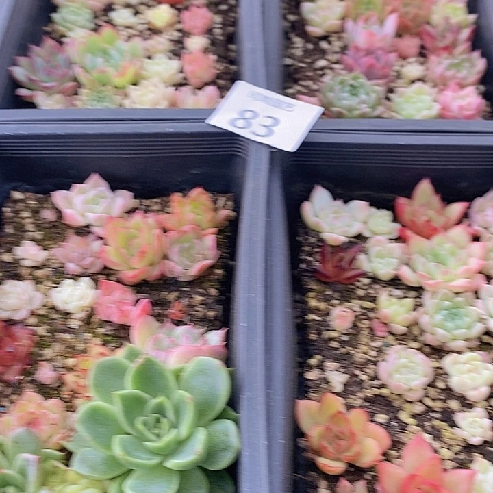 83 多肉植物盆栽花卉