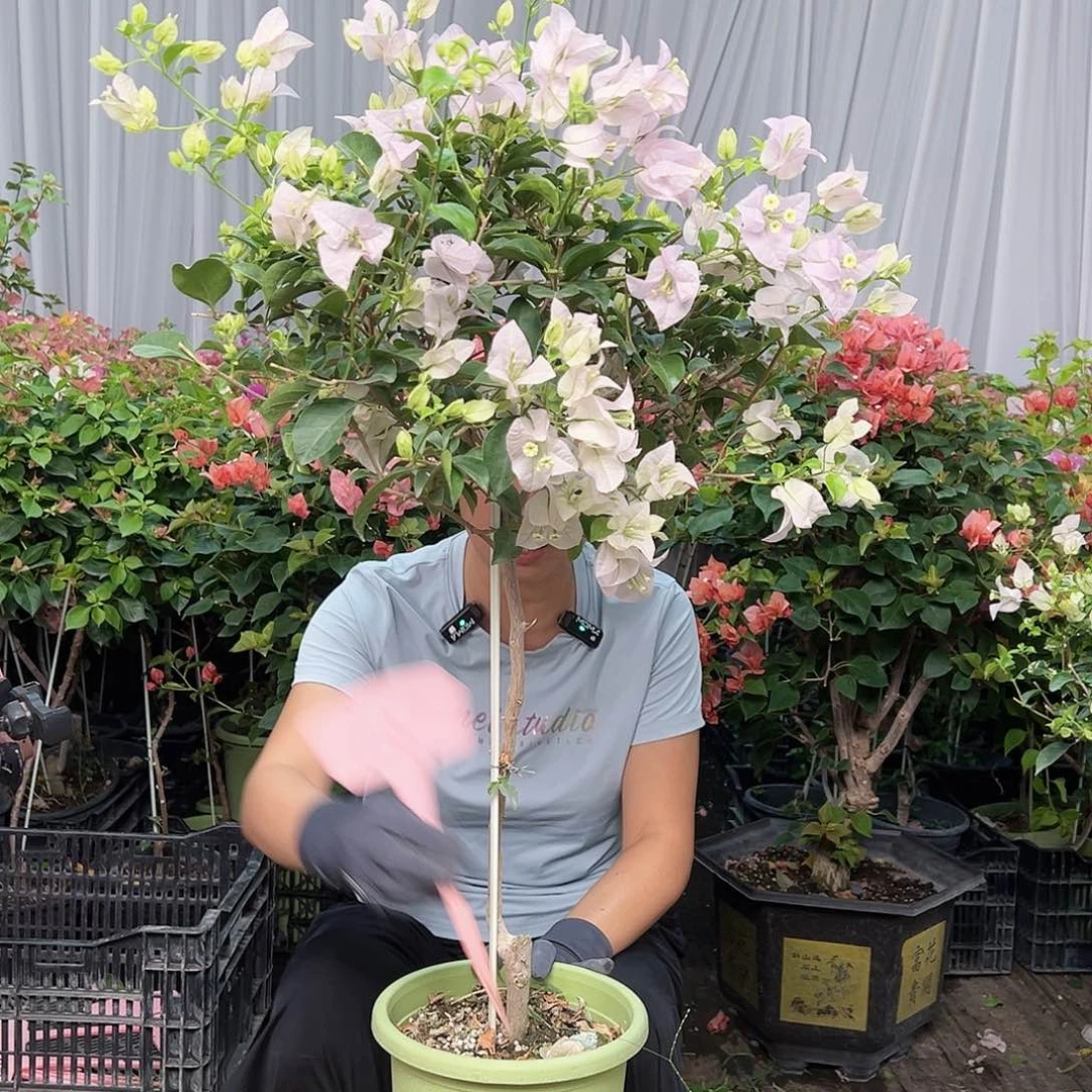 *****当前无花栽培后可以开花L47苹果花