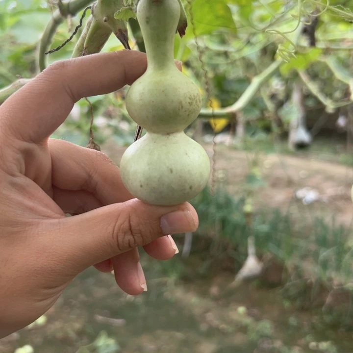 命***也葫芦葫芦葫芦葫芦