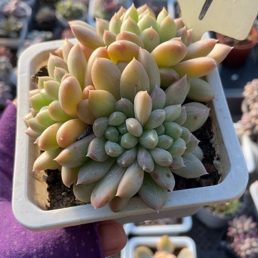 067百搭翡翠多肉植物
