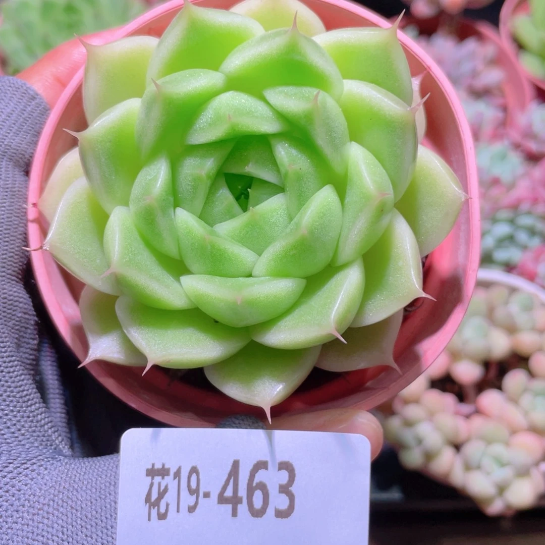 花利美19-463麦秆