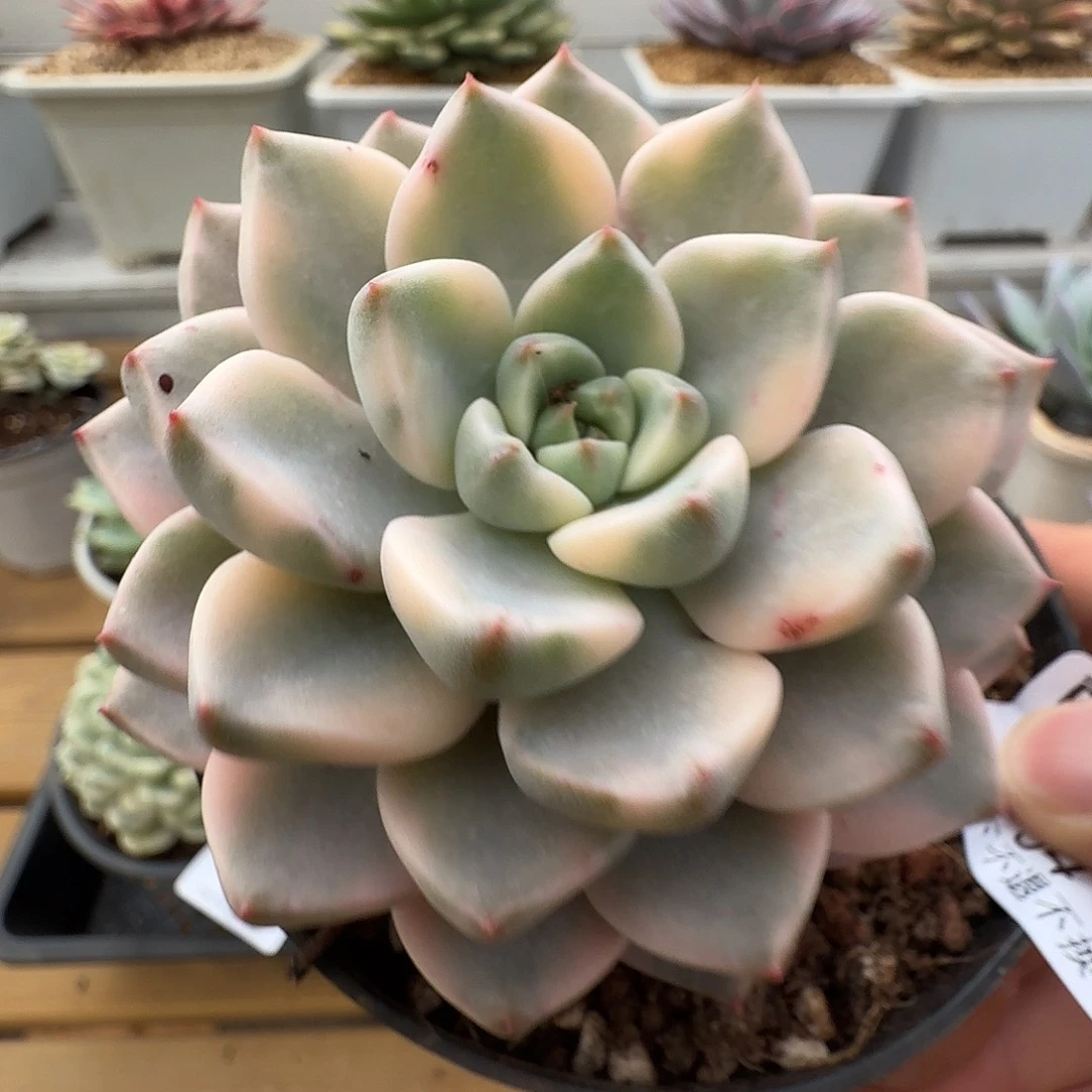 阿尔巴佳人锦11105-54