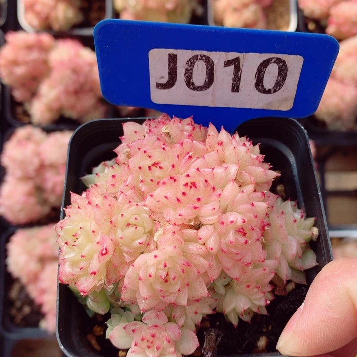 香特7cm不包整群