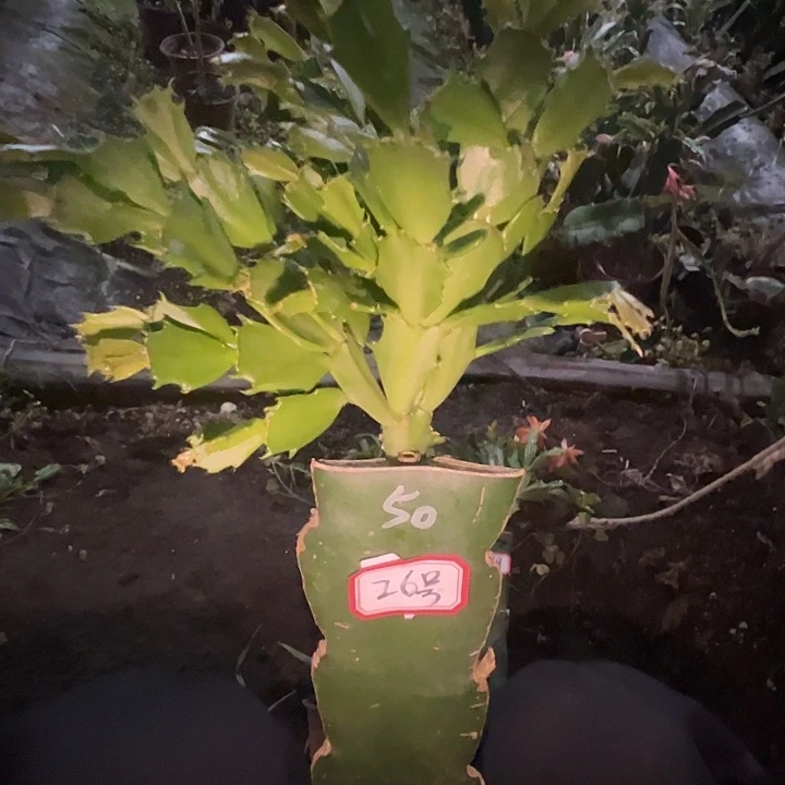 用***026号带盆050血月，