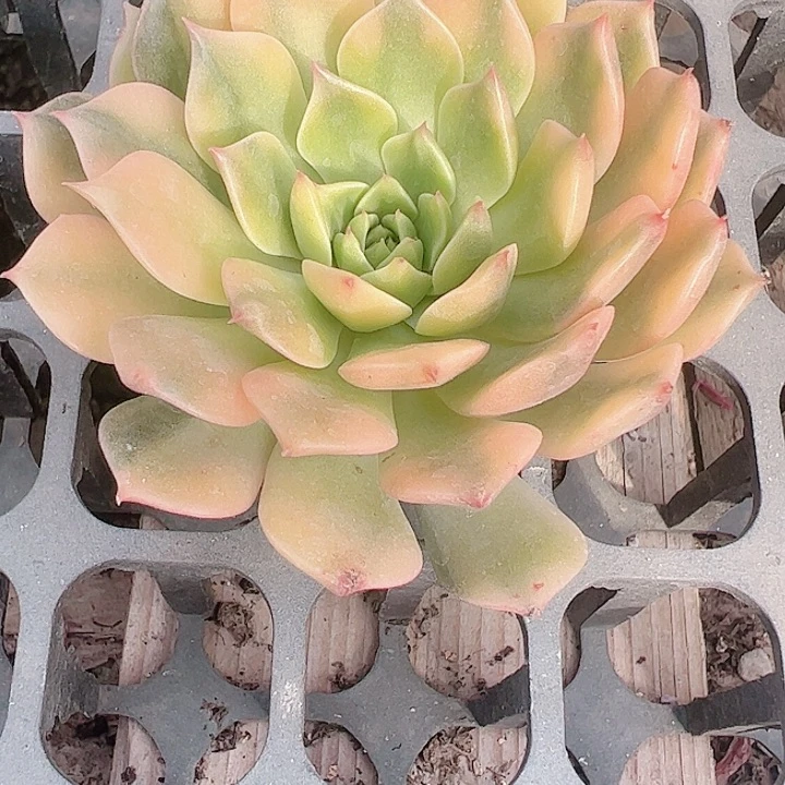 呵*多肉植物多肉植物