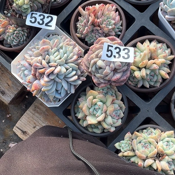 用****0多肉植物一物一拍