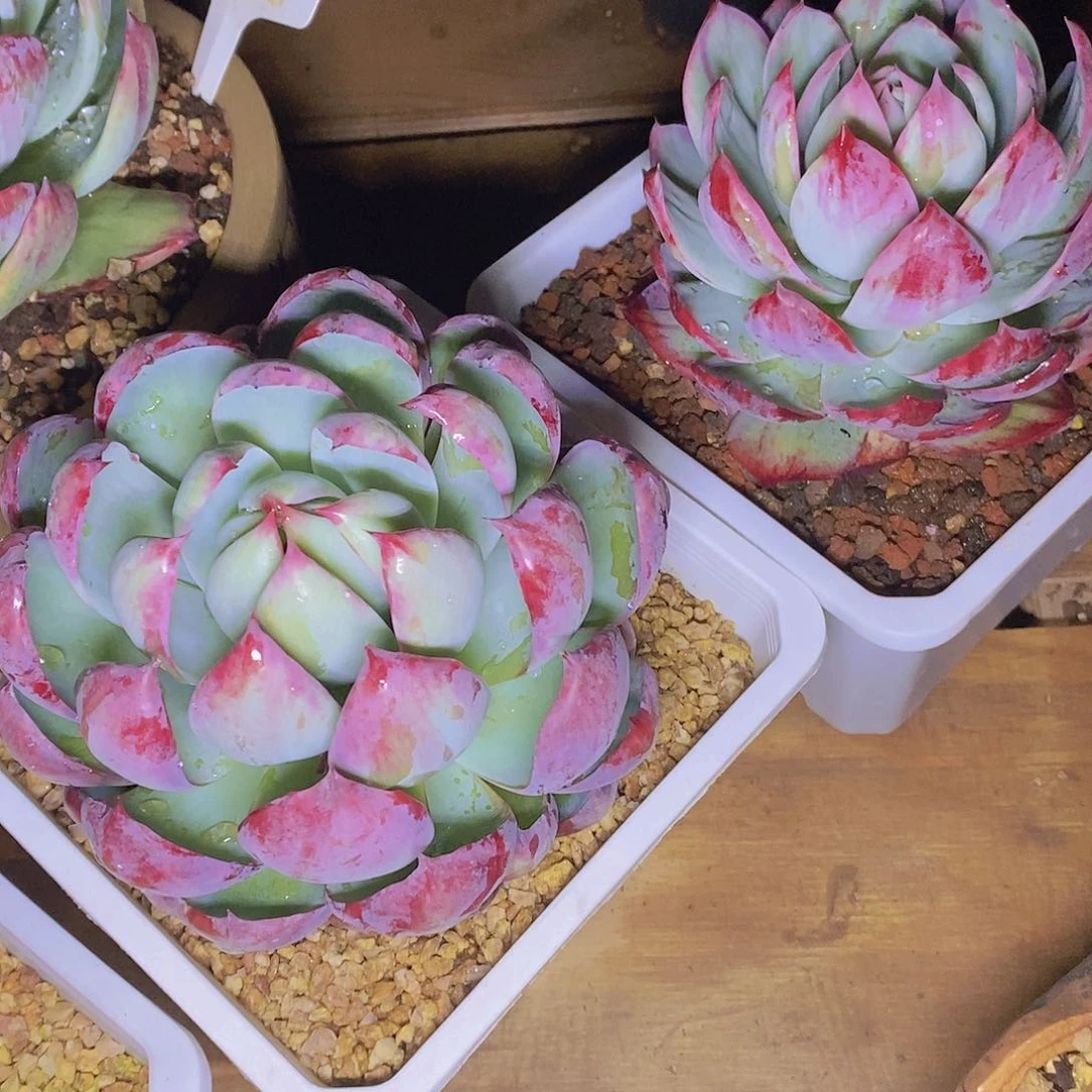 多肉植物惊鸿仙子