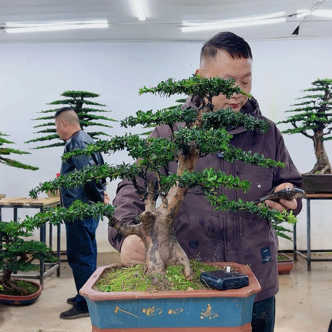 无花朵盆景园林……