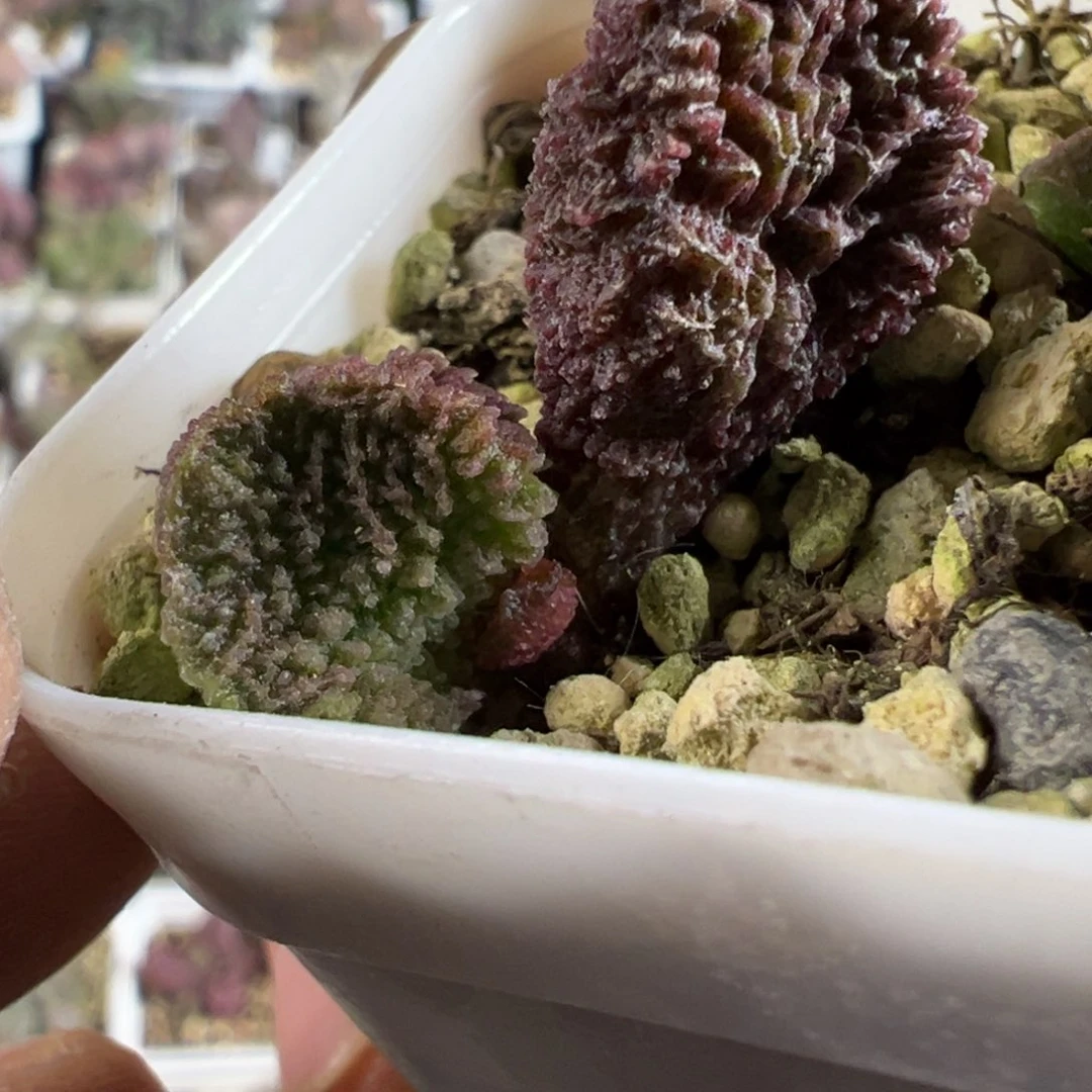 实生新品多肉植物水泡