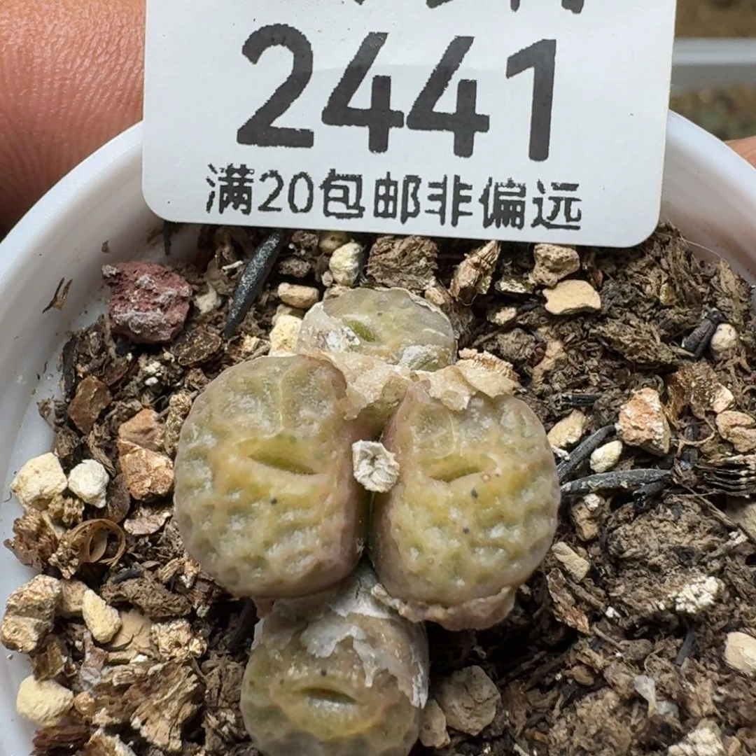 带盆土。