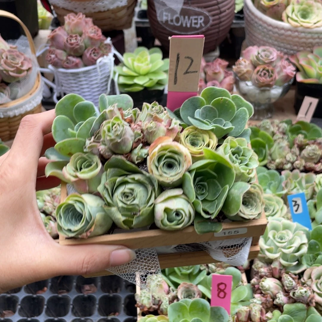 $***$多肉植物山地玫瑰155木盒