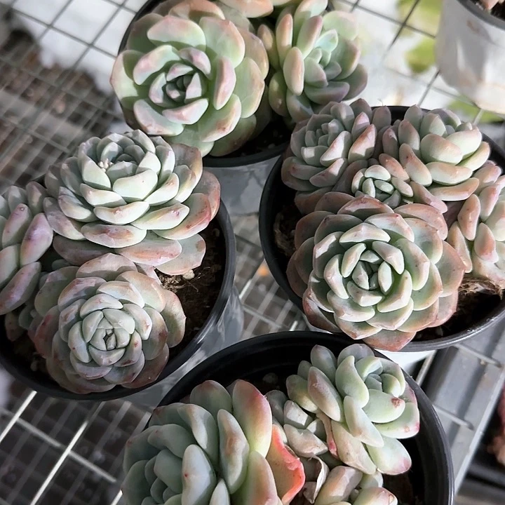 青蛙王子儿童牙膏111