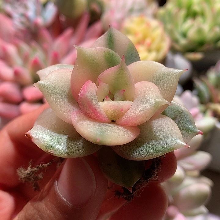 贝加尔湖锦锦有根